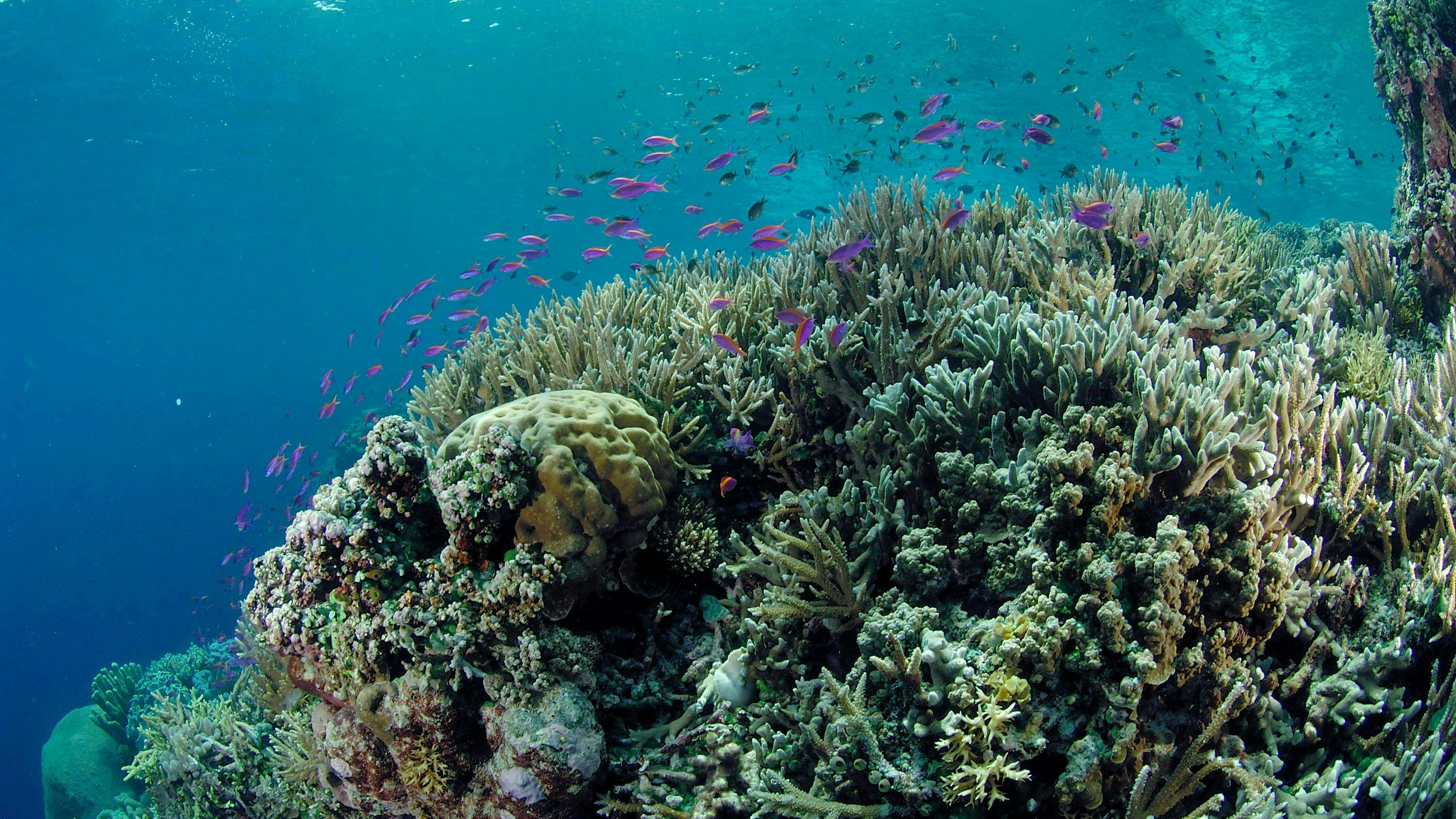 sea ocean water nature outdoors reef sea life animal coral reef aquatic