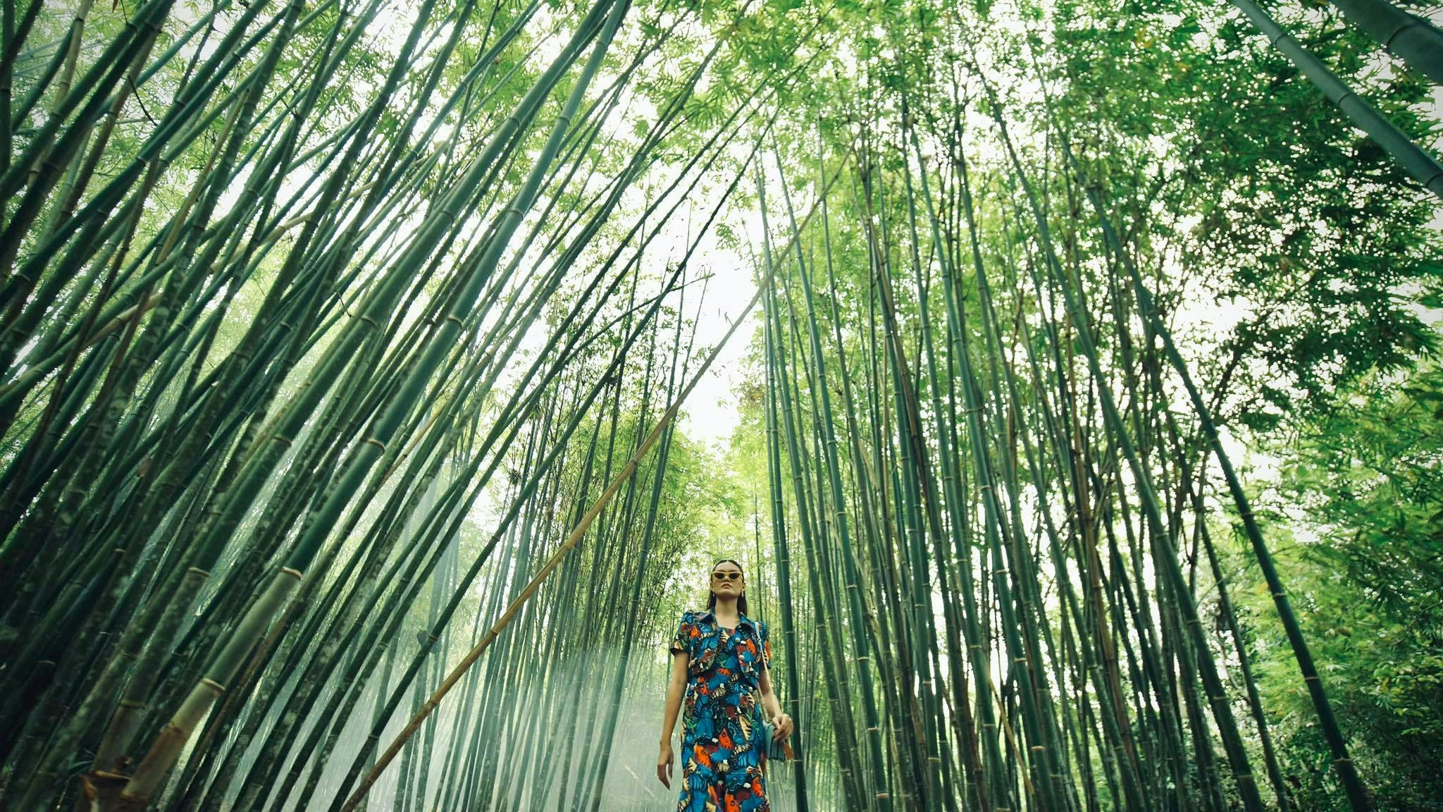 plant person human bamboo