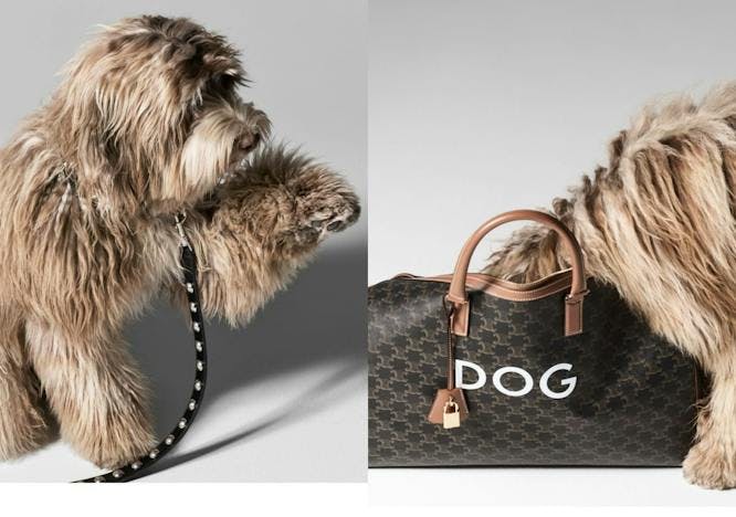 dog mammal animal canine pet accessories accessory handbag bag