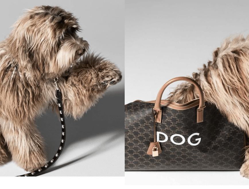 dog mammal animal canine pet accessories accessory handbag bag
