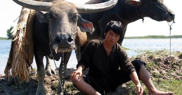 animal bull mammal cattle livestock ox person cow buffalo wildlife